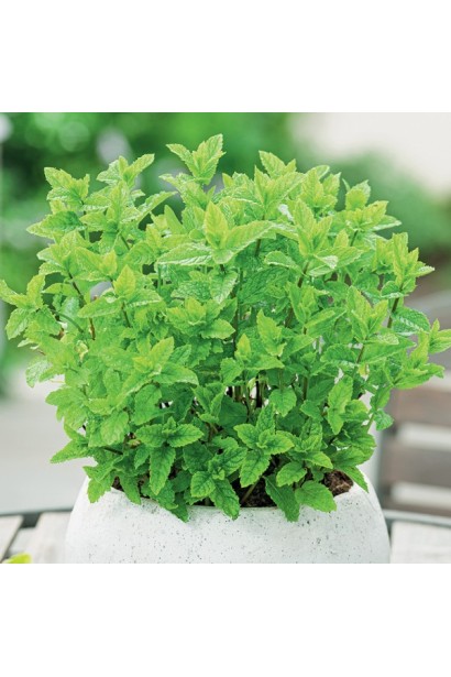 М’ята колосиста Якіма посадка